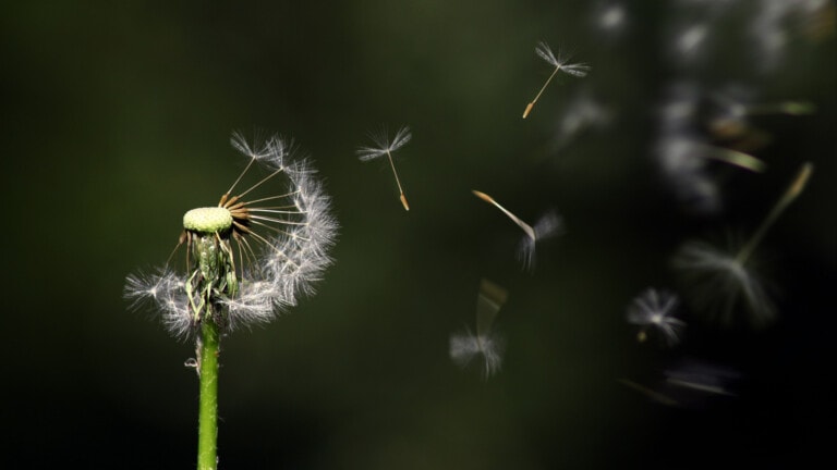 A dandelion as an abstract representation of vulnerability.
